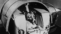 Она што животни успеале да го посетат просторот?